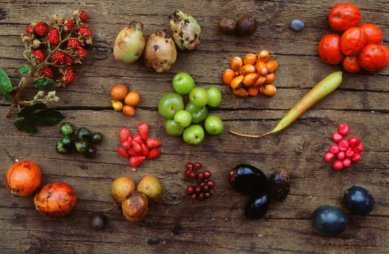🍎 Fruits and Edible Plants